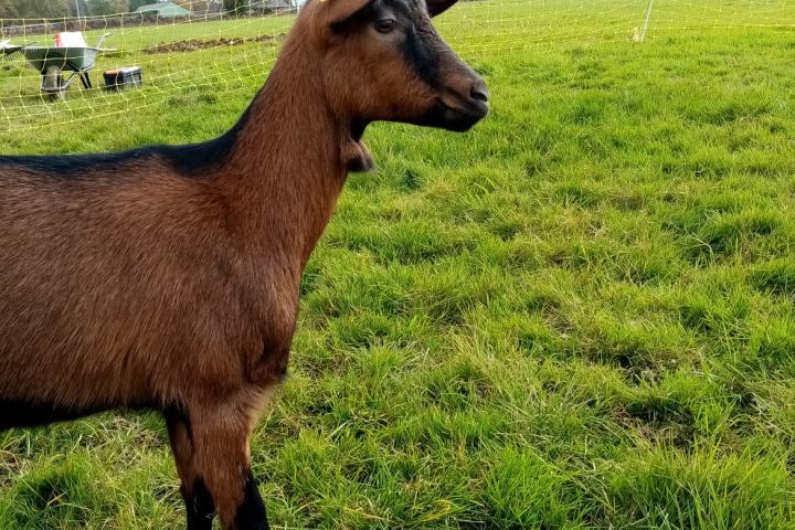 goat farm tour in France
