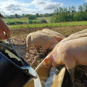 goat farm tour in France
