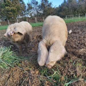 goat farm tour in France
