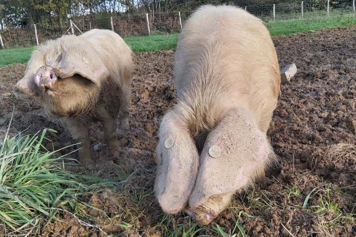 goat farm tour in France