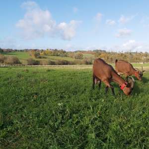 goat farm tour in France