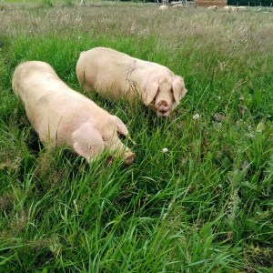 goat farm tour in France