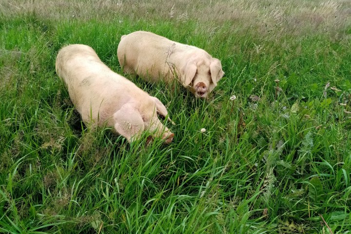goat farm tour in France