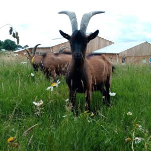 goat farm tour in France