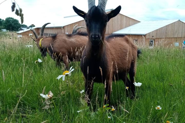 goat farm tour in France