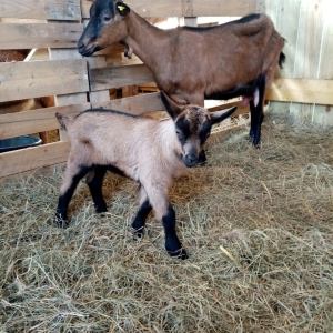 goat farm tour in France