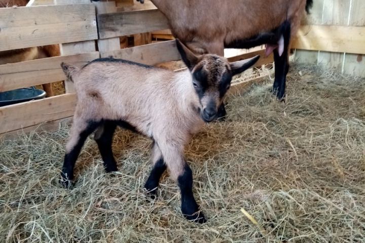 goat farm tour in France