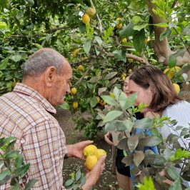 Sicily Lemon Tour & Farm to Table