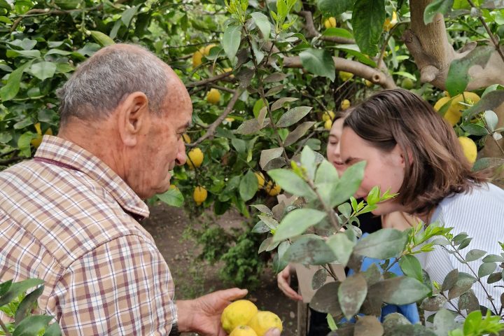 Sicily Lemon Tour & Farm to Table