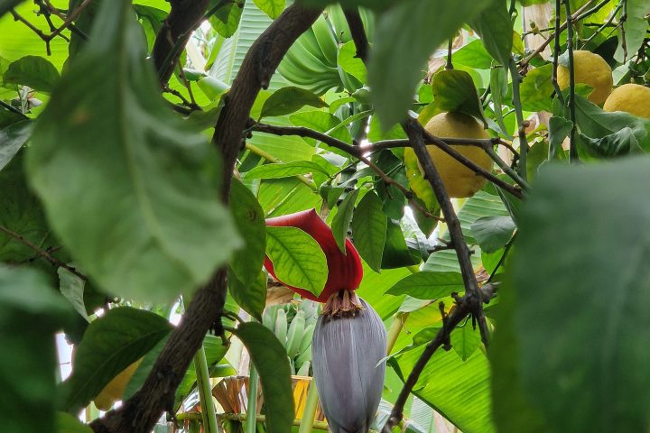 Sicily Lemon Tour & Farm to Table