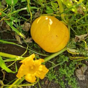 farm to table tour in Italy