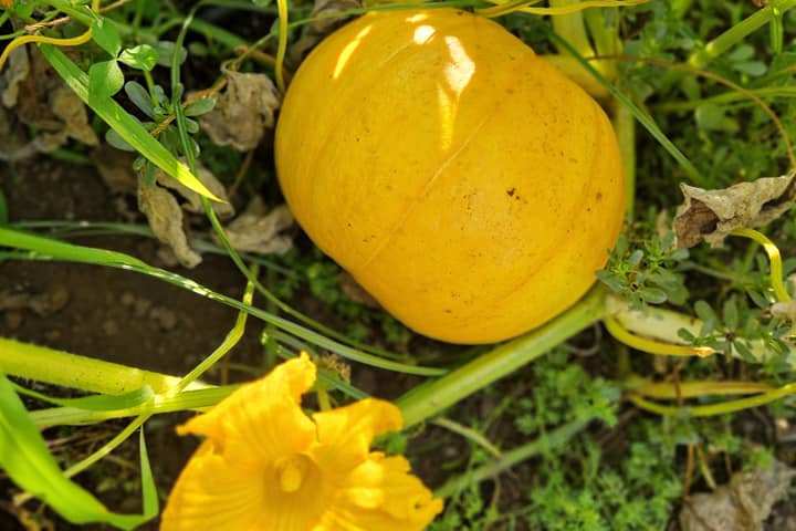 farm to table tour in Italy