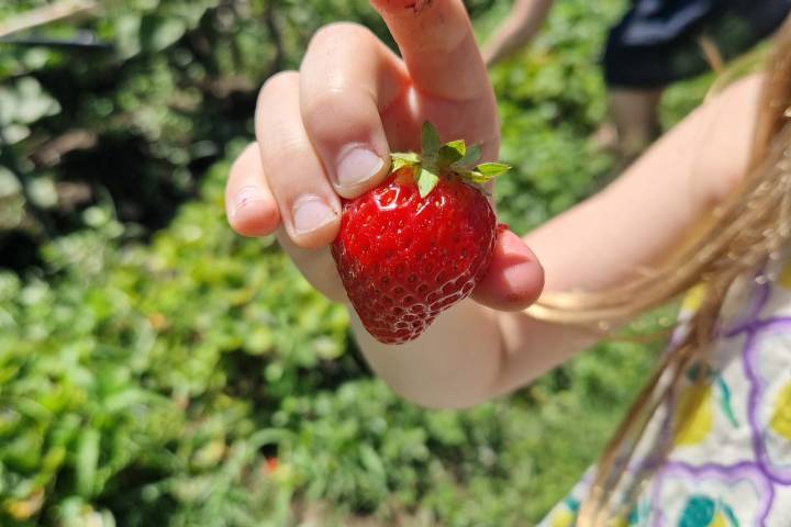 farm to table tour in Italy