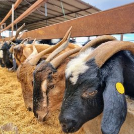 Tenerife Goat Cheese Experience