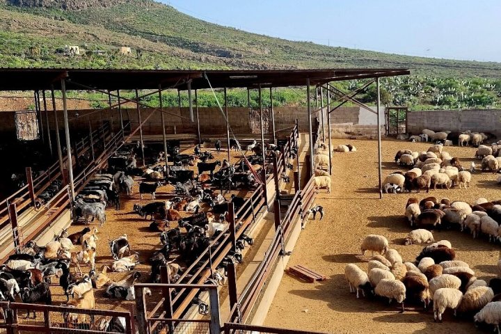 Tenerife Goat Cheese Experience