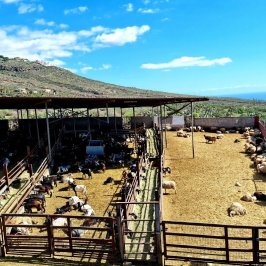 Tenerife Goat Cheese Experience