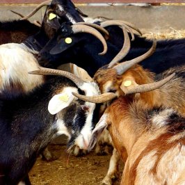 Tenerife Goat Cheese Experience