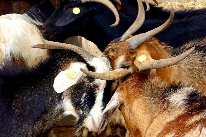 Tenerife Goat Cheese Experience