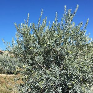 Provence Olive Oil Gourmet Experience