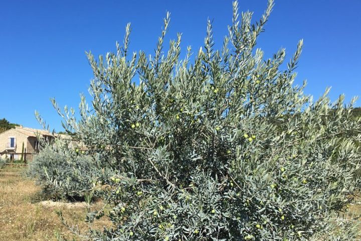 Provence Olive Oil Gourmet Experience