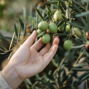 Provence Olive Oil Gourmet Experience