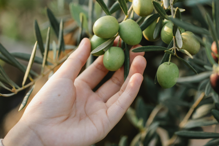 Provence Olive Oil Gourmet Experience