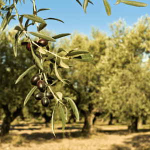 Provence Olive Oil Gourmet Experience