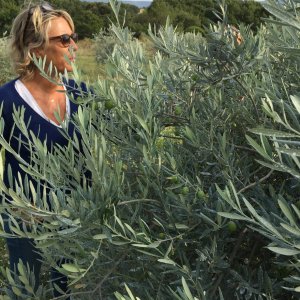 Provence Olive Oil Gourmet Experience