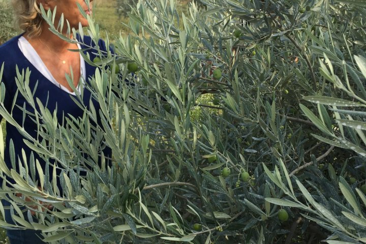 Provence Olive Oil Gourmet Experience