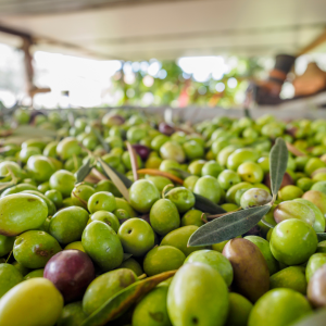 Provence Olive Oil Gourmet Experience