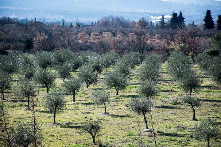 Provence Olive Oil Gourmet Experience