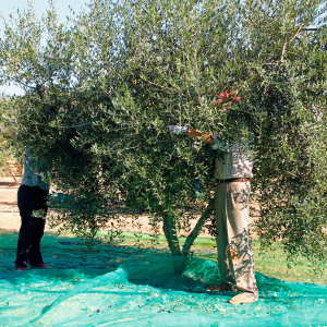 Provence Olive Oil Gourmet Experience