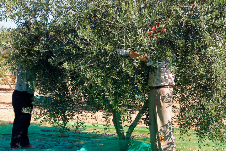 Provence Olive Oil Gourmet Experience