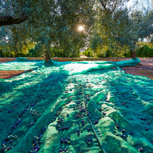 Provence Olive Oil Gourmet Experience