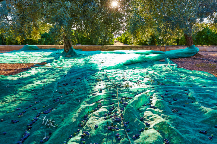 Provence Olive Oil Gourmet Experience