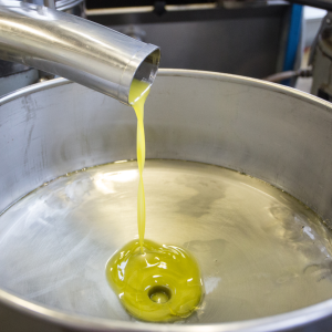 Provence Olive Oil Gourmet Experience