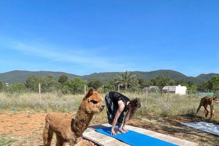 yoga ibiza farm