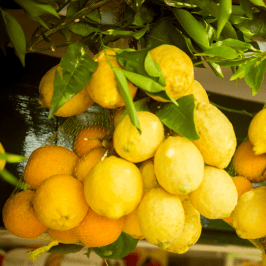 Florence limoncello Tour