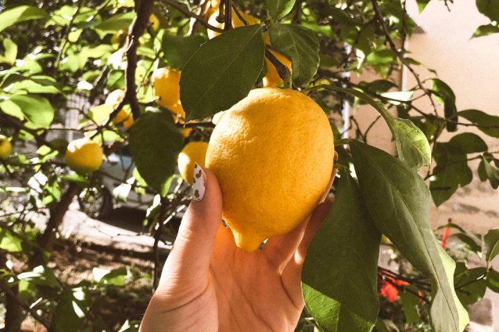 Florence limoncello Tour