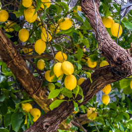 Florence limoncello Tour