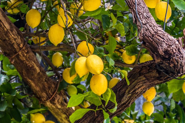 Florence limoncello Tour