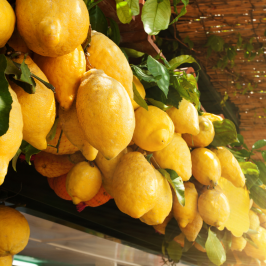 Florence limoncello Tour