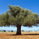 Adopt an Olive Tree in italy