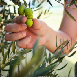 Adopt an Olive Tree in italy