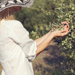 Adopt an Olive Tree in italy