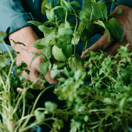 Tuscany Herb Farm Tour