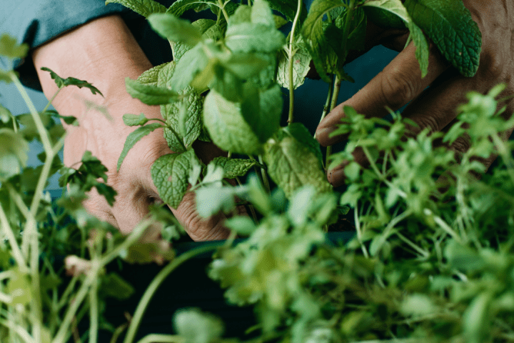 Tuscany Herb Farm Tour