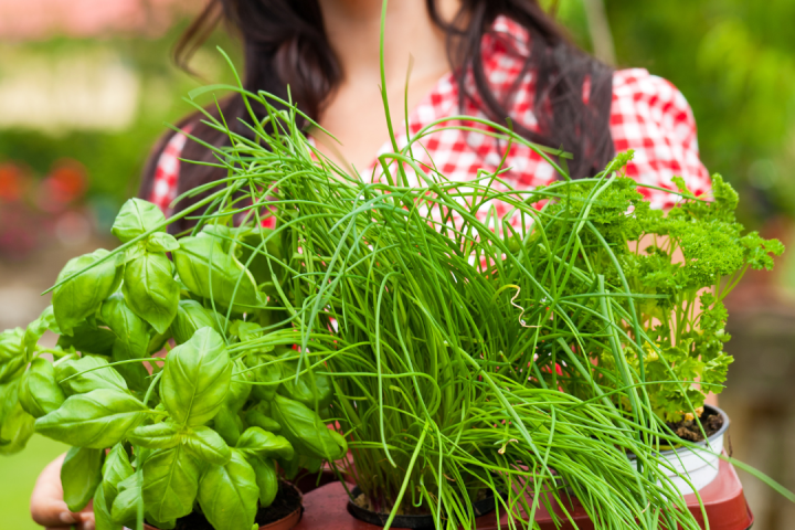 Tuscany Herb Farm Tour