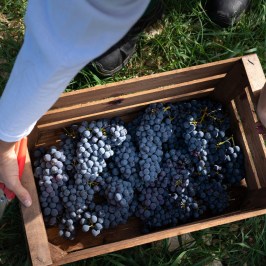 Fonterutoli Wine Tour