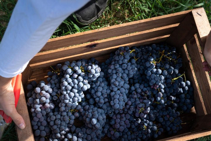 Fonterutoli Wine Tour